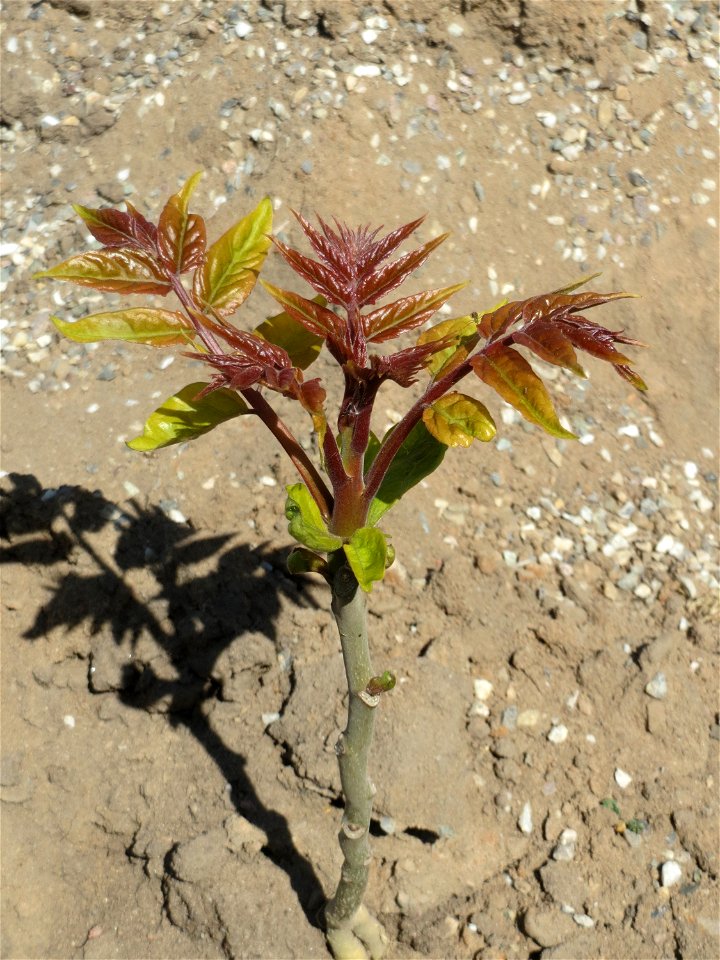 Verwilderter Götterbaum (Ailanthus altissima) auf einem Sandhügel einer Baustelle in Hockenheim