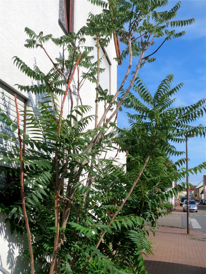 Ritzenbotanik: Wild angewachsener Götterbaum (Ailanthus altissima) an einer Hauswand in Hockenheim
