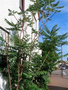 Ritzenbotanik: Wild angewachsener Götterbaum (Ailanthus altissima) an einer Hauswand in Hockenheim