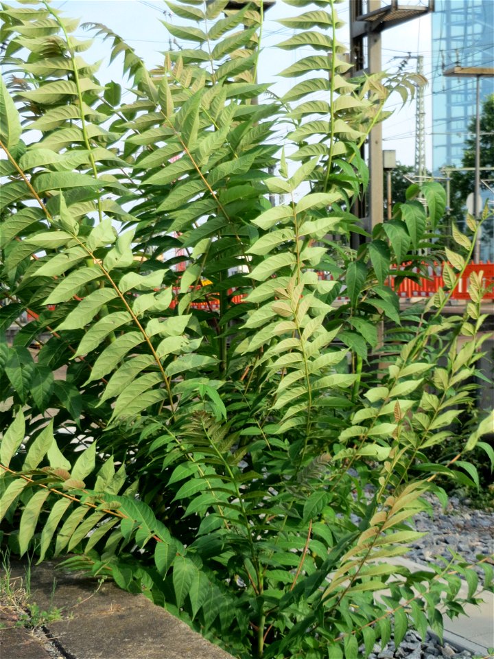 Götterbaum (Ailanthus altissima) am Hauptbahnhof Mannheim