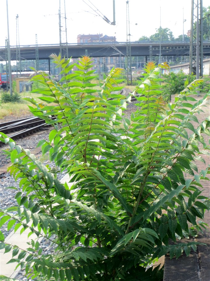 Götterbaum (Ailanthus altissima) invasiv am Hauptbahnhof Mannheim