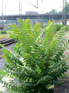 Götterbaum (Ailanthus altissima) invasiv am Hauptbahnhof Mannheim photo