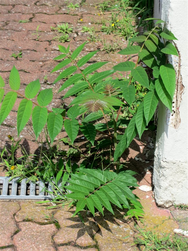 Ritzenbotanik: Wild angewachsener Götterbaum (Ailanthus altissima) an einer Hauswand in Hockenheim