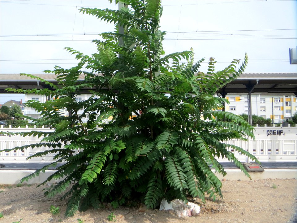 Götterbaum (Ailanthus altissima) am Bahnhof Schwetzingen - dieser aus China stammende Baum verbreitet sich invasiv an Bahnanlagen und Autobahnen