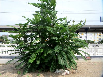 Götterbaum (Ailanthus altissima) am Bahnhof Schwetzingen - dieser aus China stammende Baum verbreitet sich invasiv an Bahnanlagen und Autobahnen