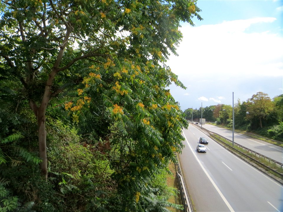 Götterbaum (Ailanthus altissima) - invasiv an der A 620 in Sankt Arnual