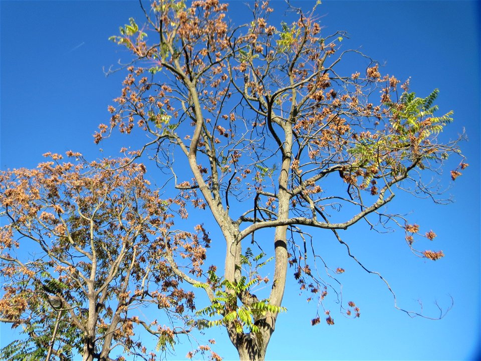 Götterbäume (Ailanthus altissima) an der Berlinallee in Hockenheim - an diesem Standort gepflanzt