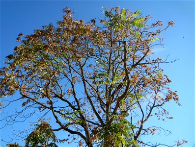 Götterbäume (Ailanthus altissima) an der Berlinallee in Hockenheim - an diesem Standort gepflanzt