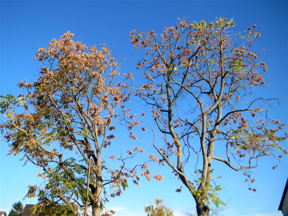 Götterbäume (Ailanthus altissima) an der Berlinallee in Hockenheim - an diesem Standort gepflanzt