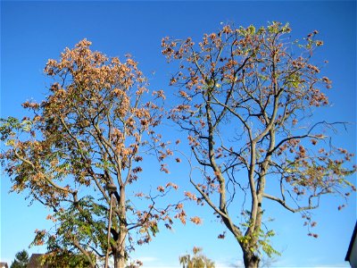 Götterbäume (Ailanthus altissima) an der Berlinallee in Hockenheim - an diesem Standort gepflanzt photo