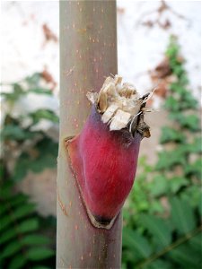 Bruchstelle eines Blattstiels an einem jungen Ausgewilderten Götterbaum (Ailanthus altissima) vor einer Scheune in Hockenheim