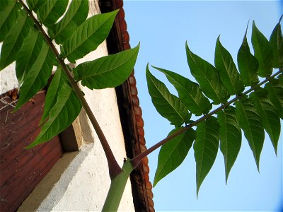 Ausgewilderter Götterbaum (Ailanthus altissima) vor einer Scheune in Hockenheim