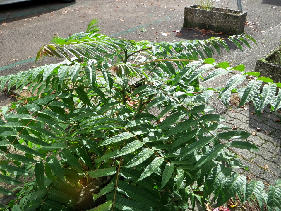 Ausgewilderter Götterbaum (Ailanthus altissima) in Saarbrücken - eingeschleppt aus Ost-Asien