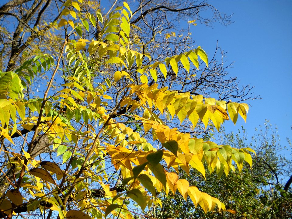 Götterbaum (Ailanthus altissima) in Alt-Saarbrücken - eingeschleppt aus Asien - typische Autobahn-Rand-Vegetation