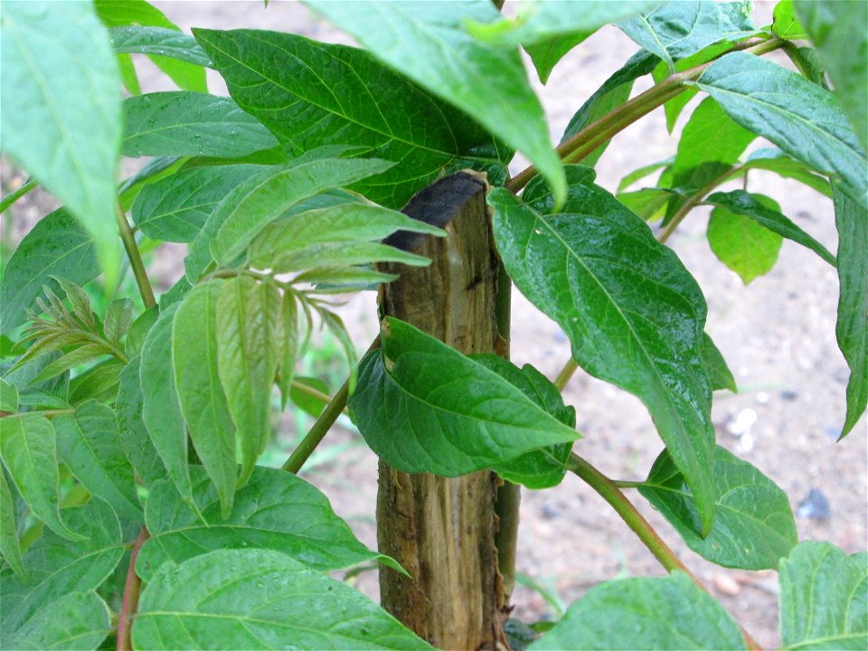 Verwilderter Götterbaum (Ailanthus altissima) in Hockenheim - Ursprung: China