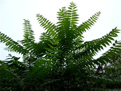 Verwilderter Götterbaum (Ailanthus altissima) zwischen Hauptbahnhof und Schloss Mannheim - das im 18.Jh. aus China als Zierbaum eingeführte Bittereschengewächs verbreitet sich heute invasiv an Bahnstr