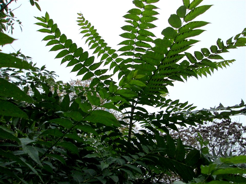 Verwilderter Götterbaum (Ailanthus altissima) zwischen Hauptbahnhof und Schloss Mannheim - das im 18.Jh. aus China als Zierbaum eingeführte Bittereschengewächs verbreitet sich heute invasiv an Bahnstr