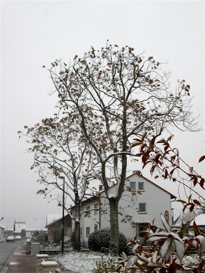 Götterbäume (Ailanthus altissima) an der Berlinallee in Hockenheim bei Neuschnee am 3. Dezember 2017 - an diesem Standort gepflanzt