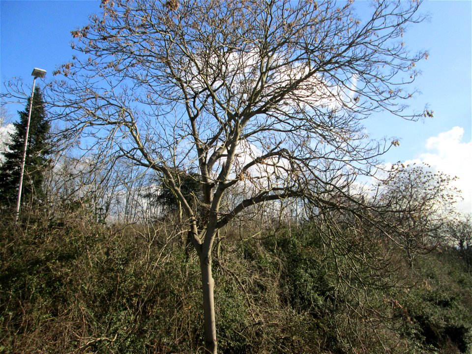 Götterbaum (Ailanthus altissima) - invasiv an der A620 in Sankt Arnual