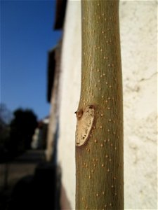 Blattnarbe vom Götterbaum (Ailanthus altissima) an einer Hauswand in Hockenheim - ursprünglich aus China und schon im 18.Jh. in Europa als Zierbaum eingeführt und dann ausgewildert photo