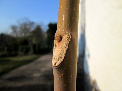 Blattnarbe vom Götterbaum (Ailanthus altissima) an einer Hauswand in Hockenheim - ursprünglich aus China und schon im 18.Jh. in Europa als Zierbaum eingeführt und dann ausgewildert