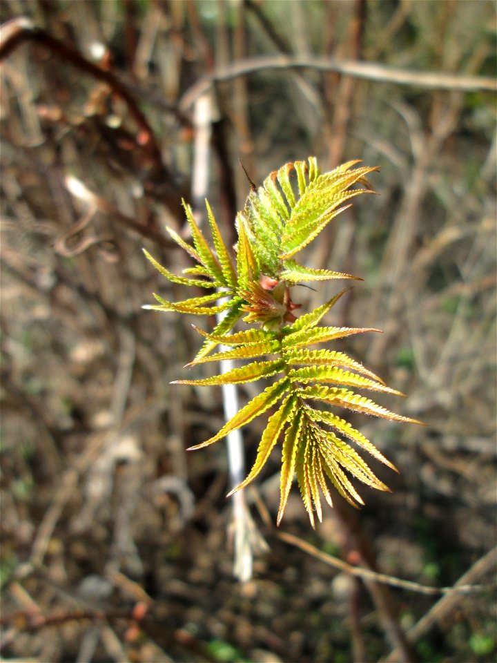 Erste Blätter vom Götterbaum (Ailanthus altissima) in Alt-Saarbrücken - eingeschleppt aus Asien - typische Autobahn-Rand-Vegetation