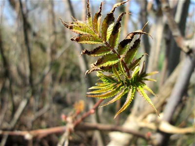 Erste Blätter vom Götterbaum (Ailanthus altissima) in Alt-Saarbrücken - eingeschleppt aus Asien - typische Autobahn-Rand-Vegetation