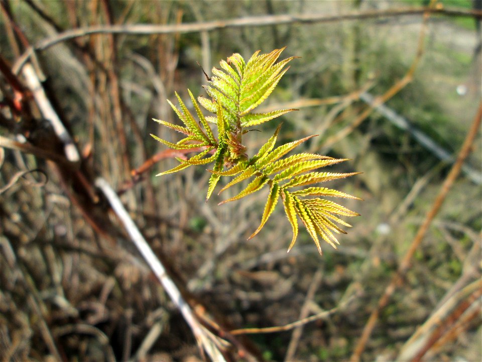 Erste Blätter vom Götterbaum (Ailanthus altissima) in Alt-Saarbrücken - eingeschleppt aus Asien - typische Autobahn-Rand-Vegetation