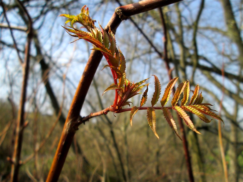 Erste Blätter vom Götterbaum (Ailanthus altissima) in Alt-Saarbrücken - eingeschleppt aus Asien - typische Autobahn-Rand-Vegetation