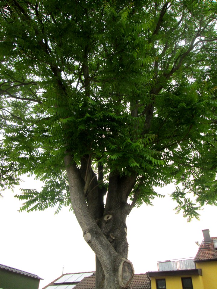 Götterbaum (Ailanthus altissima) in Reilingen, Urspung: China, an diesem Standort gepflanzt