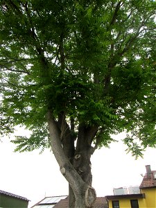 Götterbaum (Ailanthus altissima) in Reilingen, Urspung: China, an diesem Standort gepflanzt photo