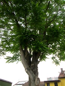 Götterbaum (Ailanthus altissima) in Reilingen, Urspung: China, an diesem Standort gepflanzt