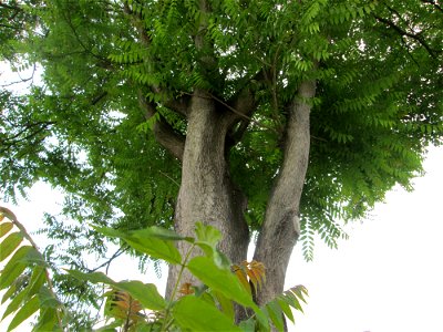 Götterbaum (Ailanthus altissima) in Reilingen, Urspung: China, an diesem Standort gepflanzt