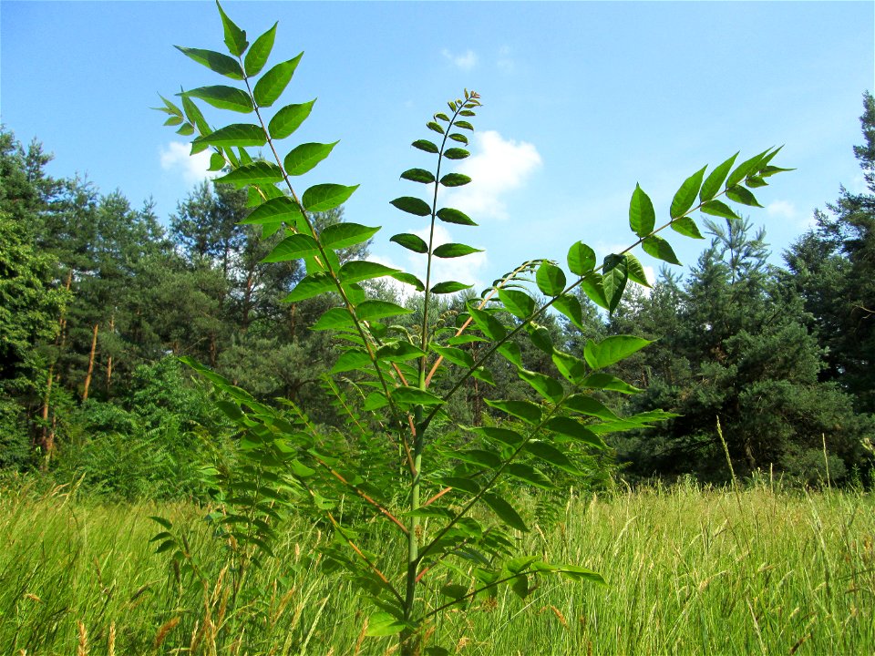 Götterbaum (Ailanthus altissima) invasiv auf einer Lichtung in der Schwetzinger Hardt