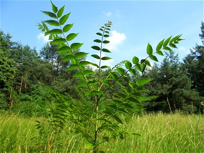Götterbaum (Ailanthus altissima) invasiv auf einer Lichtung in der Schwetzinger Hardt