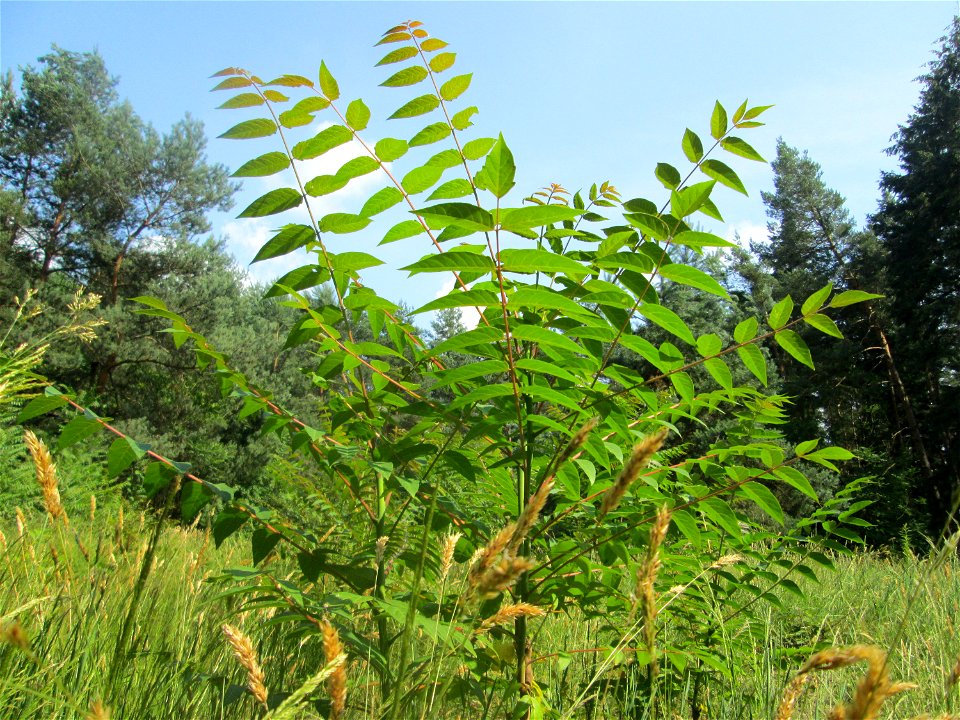 Götterbaum (Ailanthus altissima) invasiv auf einer Lichtung in der Schwetzinger Hardt