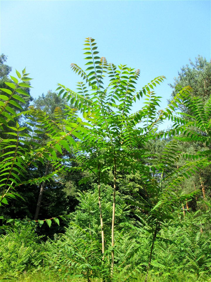 Götterbaum (Ailanthus altissima) invasiv auf einer Lichtung in der Schwetzinger Hardt