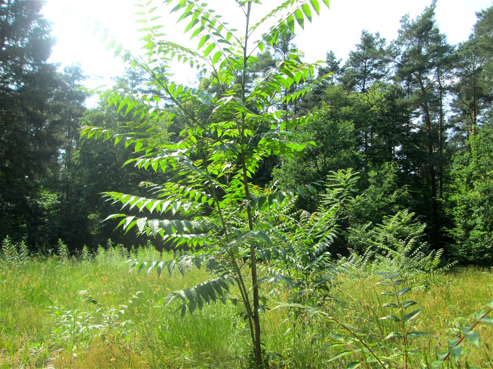 Götterbaum (Ailanthus altissima) invasiv auf einer Lichtung in der Schwetzinger Hardt