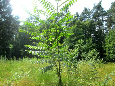 Götterbaum (Ailanthus altissima) invasiv auf einer Lichtung in der Schwetzinger Hardt