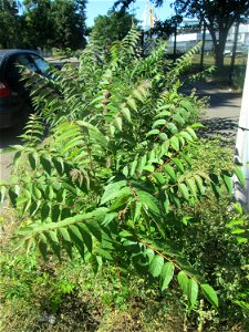 Junger Götterbaum (Ailanthus altissima) invasiv in Hockenheim-Talhaus