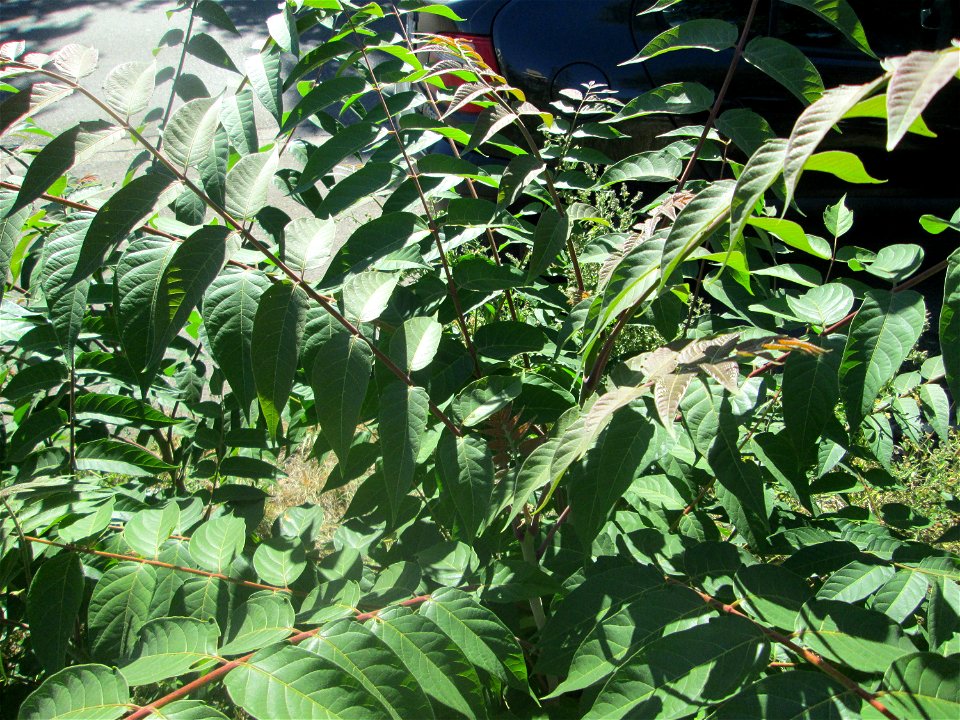 Junger Götterbaum (Ailanthus altissima) invasiv in Hockenheim-Talhaus