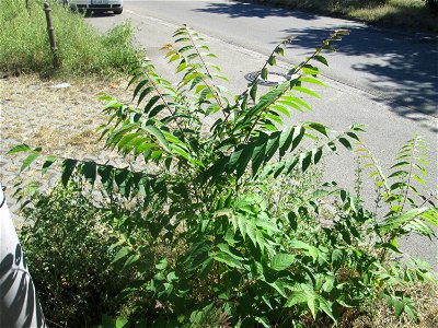 Junger Götterbaum (Ailanthus altissima) invasiv in Hockenheim-Talhaus photo