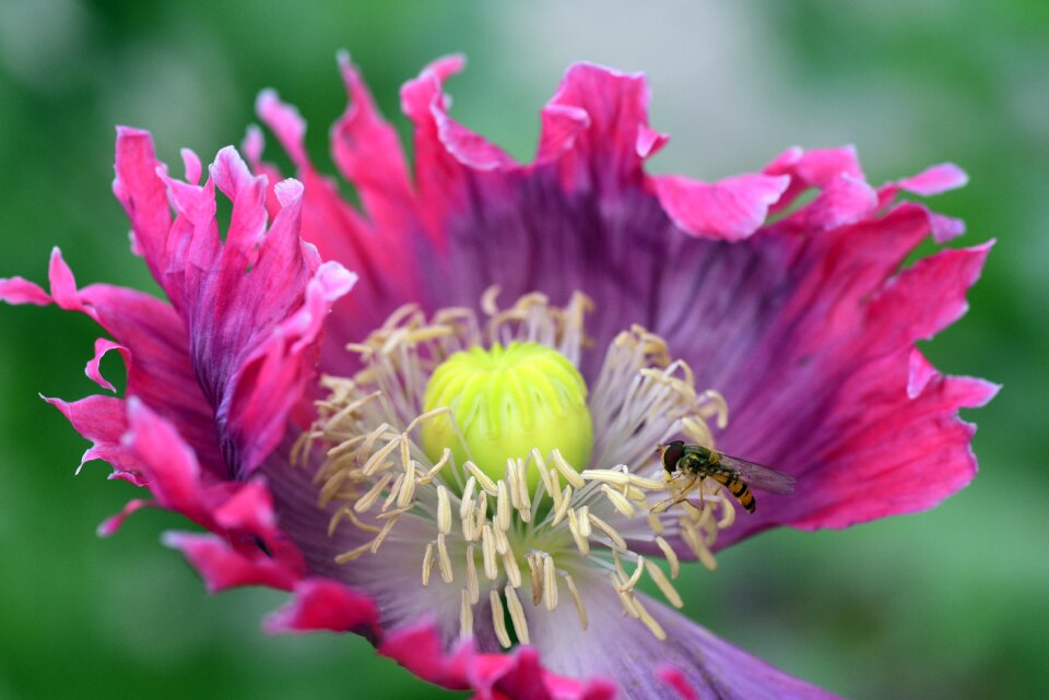 Pollen summer food