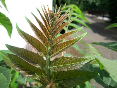 Junger Götterbaum (Ailanthus altissima) invasiv an einer Hauswand in Hockenheim