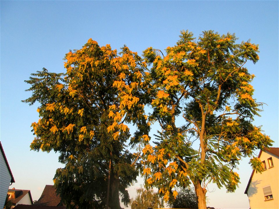 Götterbaum (Ailanthus altissima) an der Berlinallee in Hockenheim