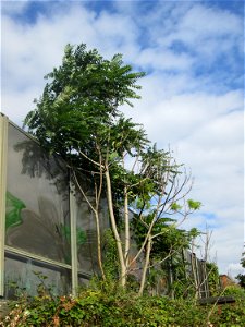 Götterbaum (Ailanthus altissima) - invasiv an der A 620 in Sankt Arnual photo