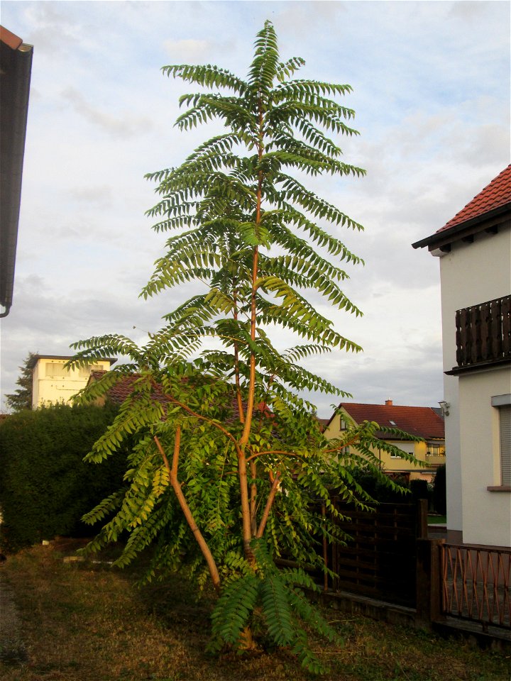 Junger Götterbaum (Ailanthus altissima) in Hockenheim, ausgewildert