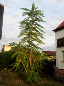 Junger Götterbaum (Ailanthus altissima) in Hockenheim, ausgewildert photo
