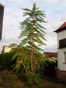 Junger Götterbaum (Ailanthus altissima) in Hockenheim, ausgewildert