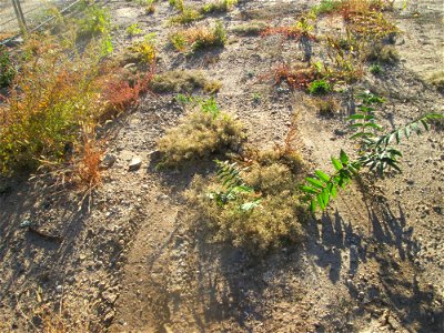 Kleines Liebesgras (Eragrostis minor) und junger Götterbaum (Ailanthus altissima) auf einer sandigen Brachfläche einer Baustelle in Hockenheim - Schon im 18. Jh. eingeschleppt - Ursprung: Mittelmeerra
